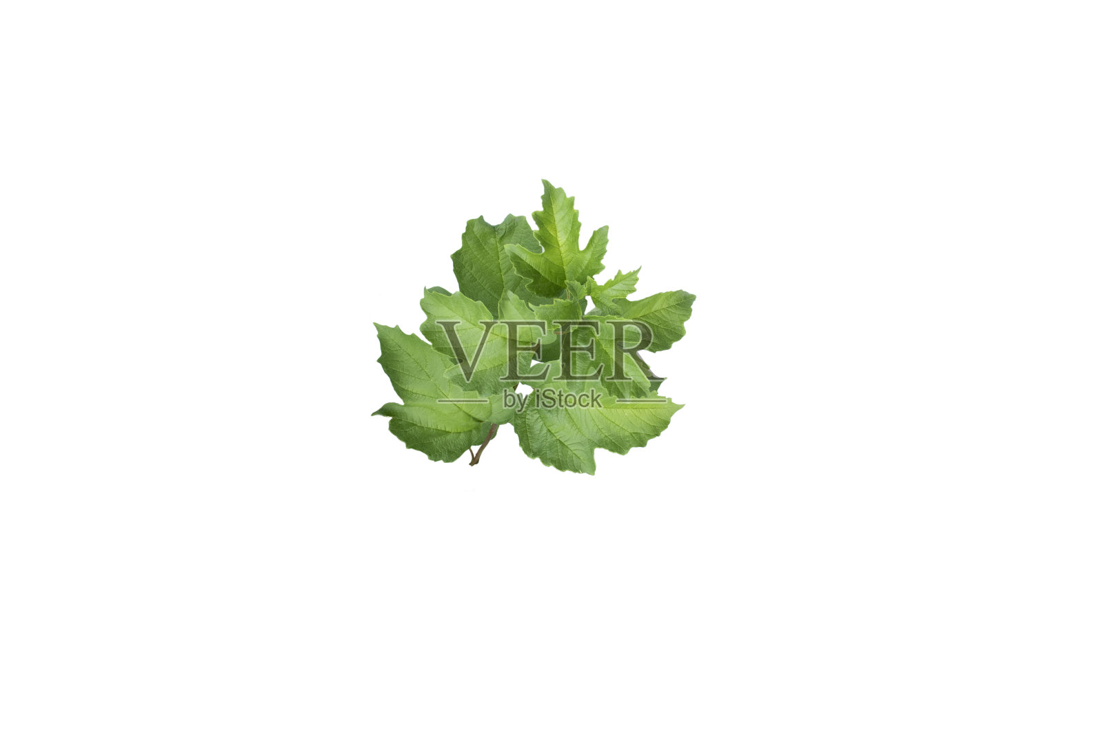 在白色背景上离生的荚蒾分枝。绿色的树叶照片摄影图片