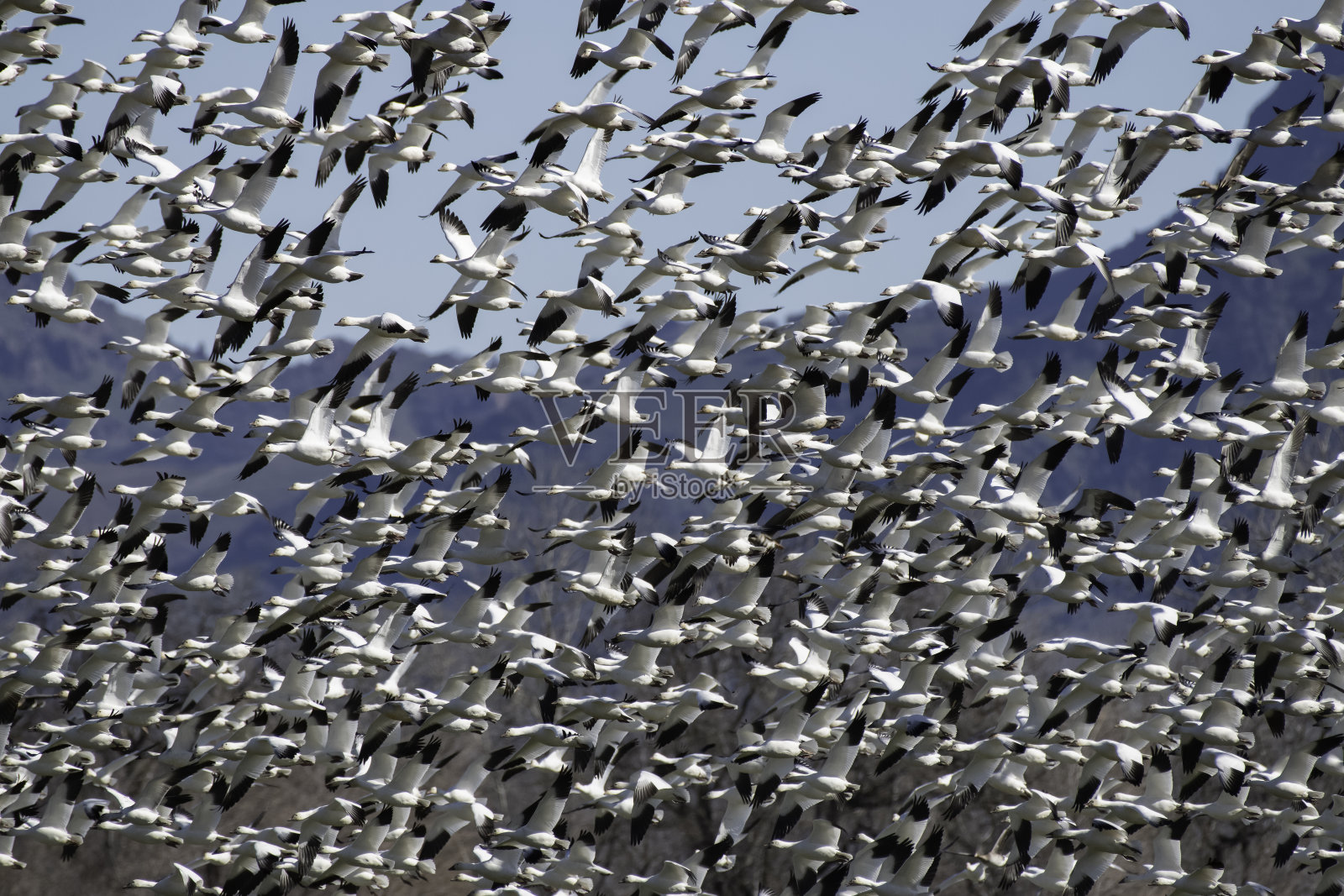 萨特·巴茨和一大堆鹅照片摄影图片