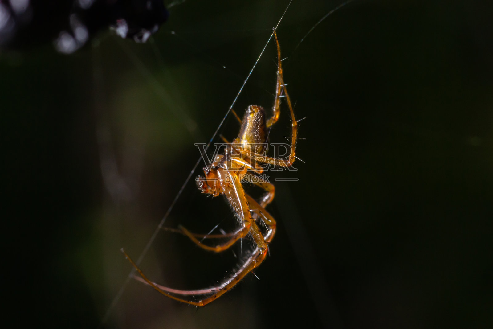 Neriene peltata是属于蜘蛛科的一种蜘蛛照片摄影图片