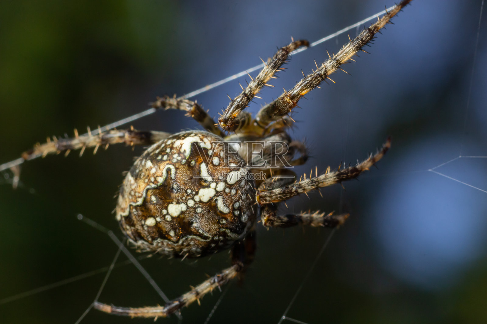 蜘蛛Araneus diadematus背上有一个十字架，在树背景的网上照片摄影图片