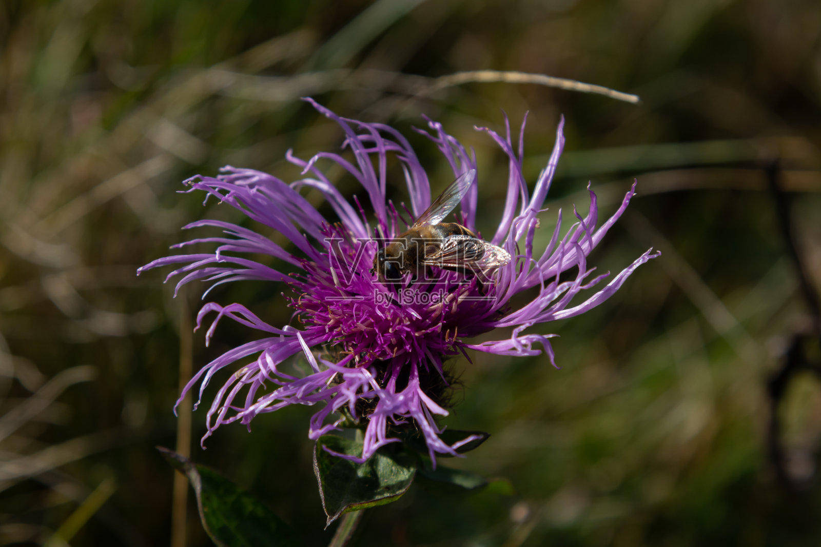 棕色矢车菊半人马菊和一只蜜蜂在夏日坐在花上照片摄影图片