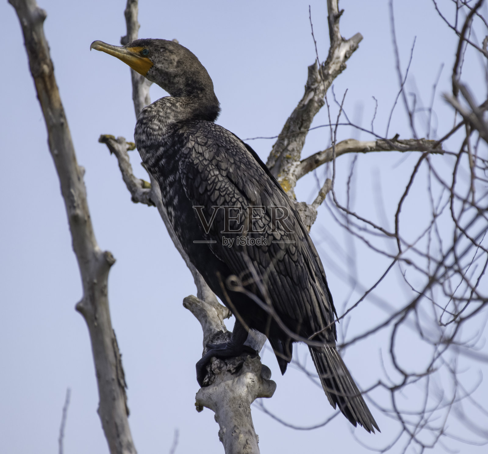 双冠鸬鹚的侧面照片摄影图片