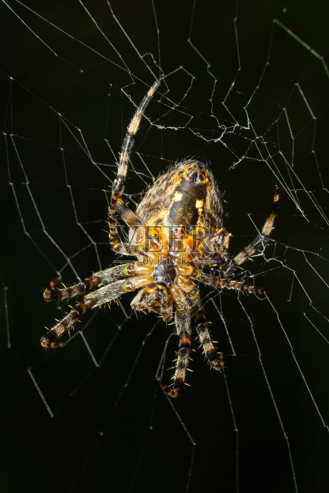 蜘蛛Araneus diadematus背上有一个十字架，在树背景的网上照片摄影图片