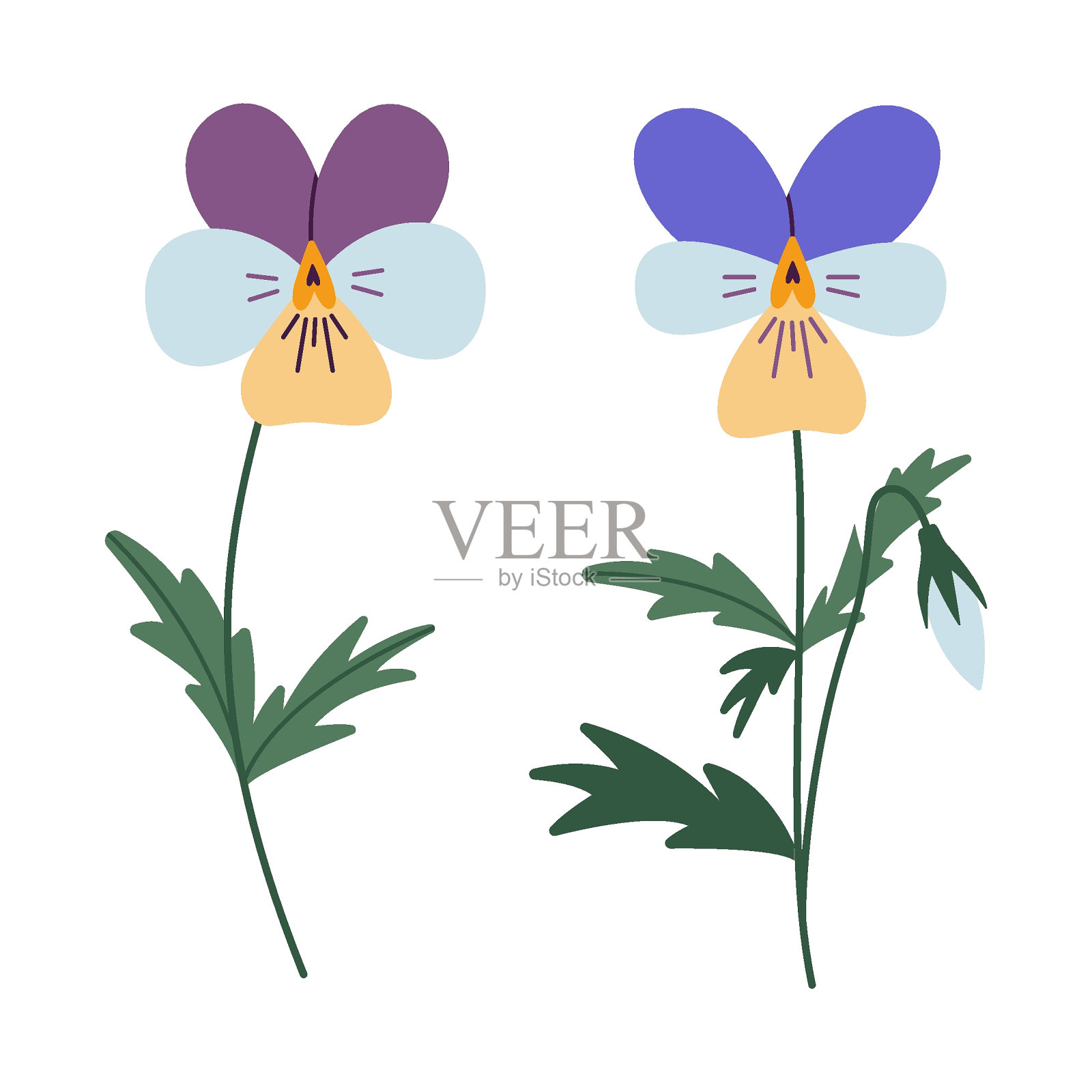 紫罗兰或紫罗兰花，卡通风格。时髦的现代矢量插图孤立在白色背景，手绘，平插画图片素材