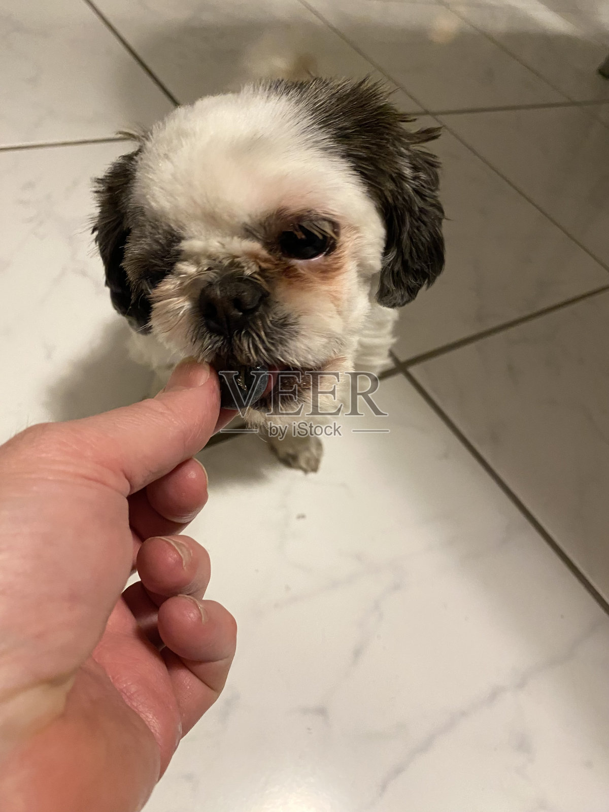 西施正在吃蓝莓照片摄影图片