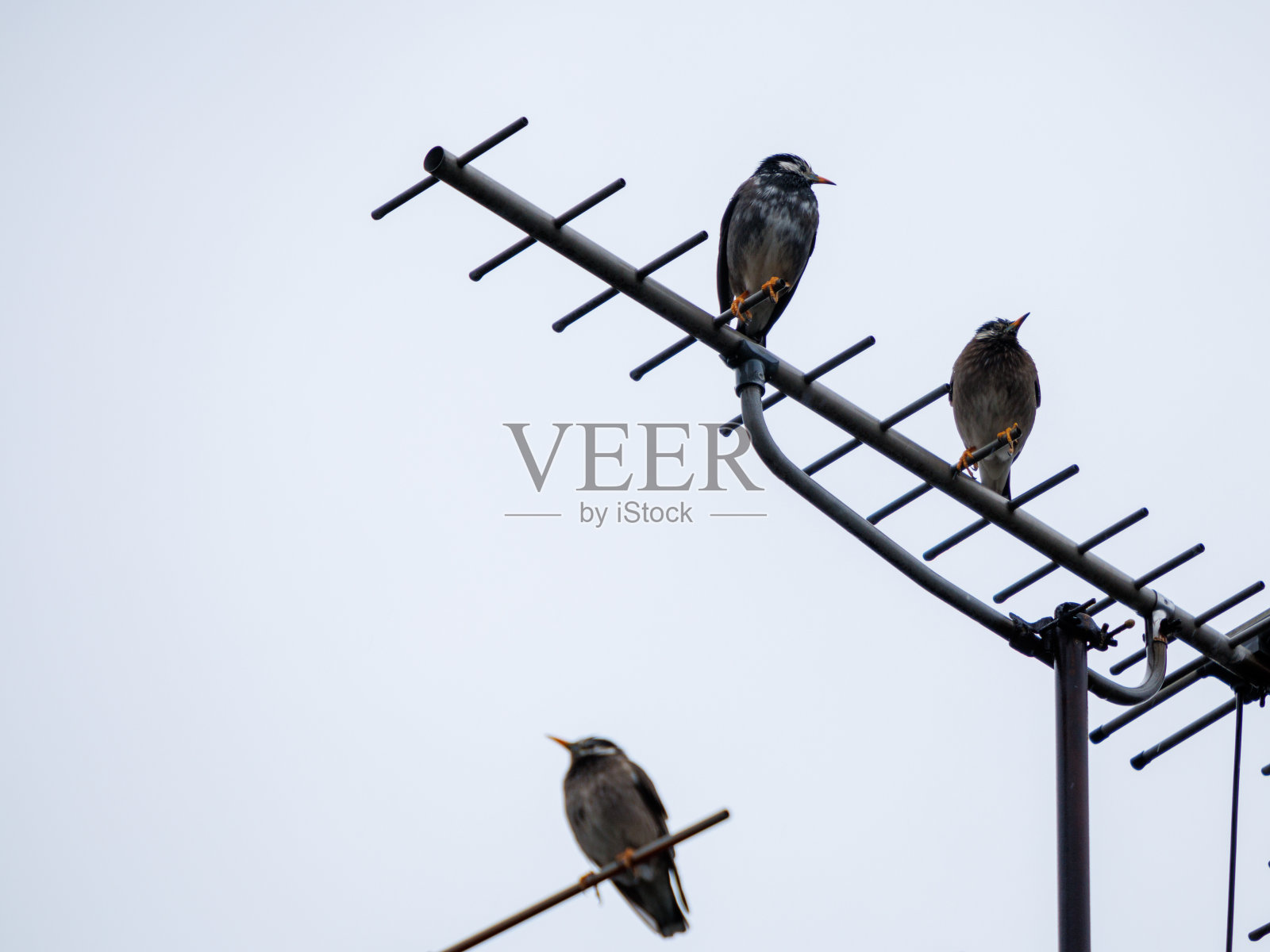 白颊燕八哥照片摄影图片