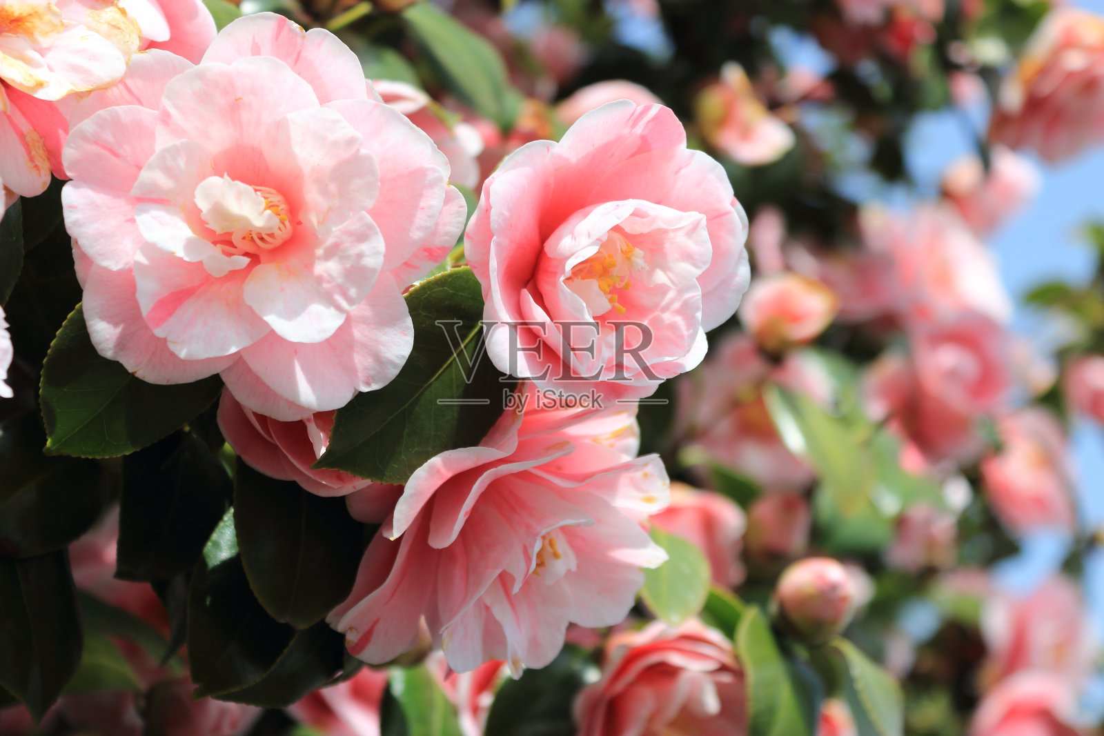 在济州岛的一个村庄的散步小径上盛开的沙伦玫瑰照片摄影图片