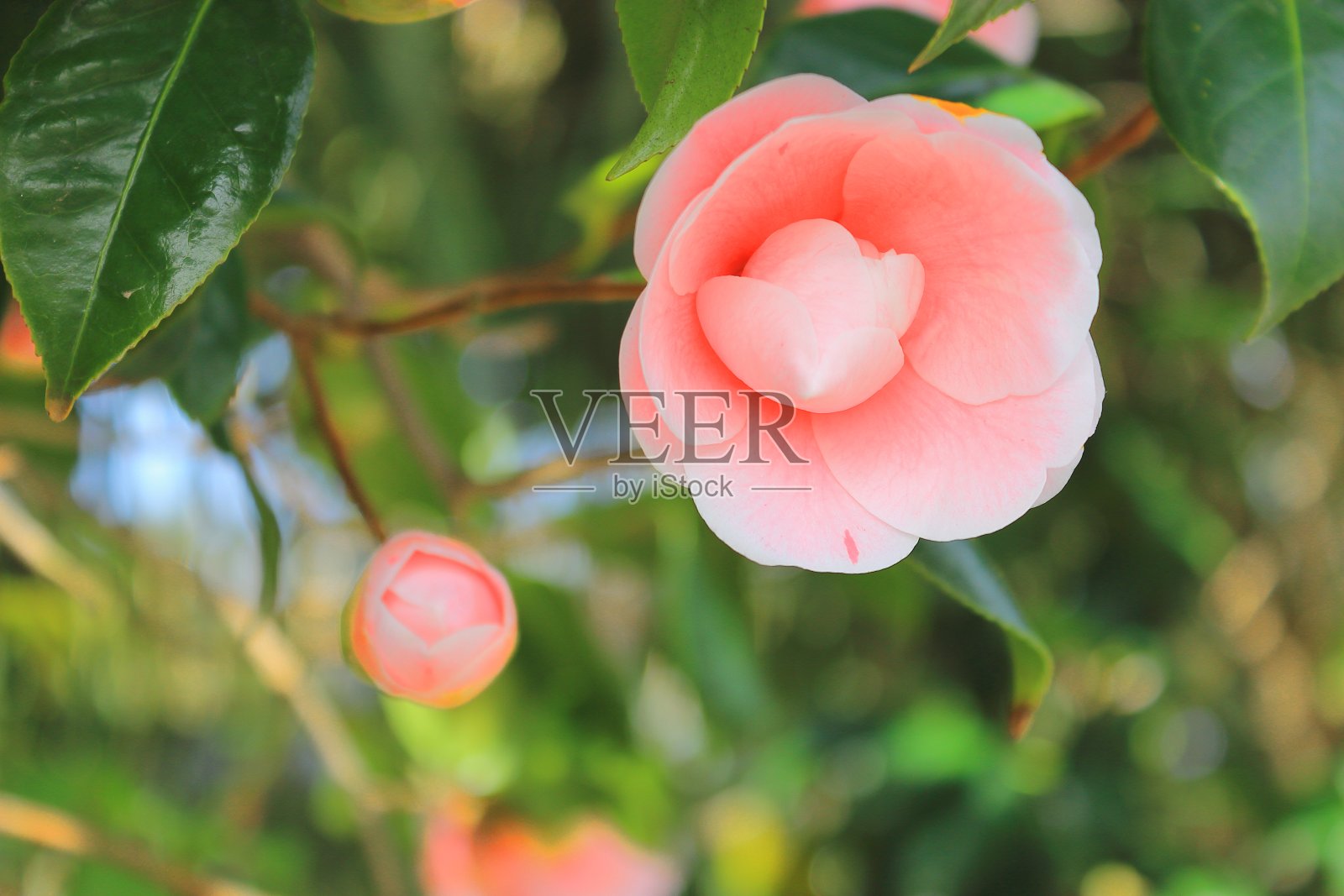 在济州岛的一个村庄的散步小径上盛开的沙伦玫瑰照片摄影图片