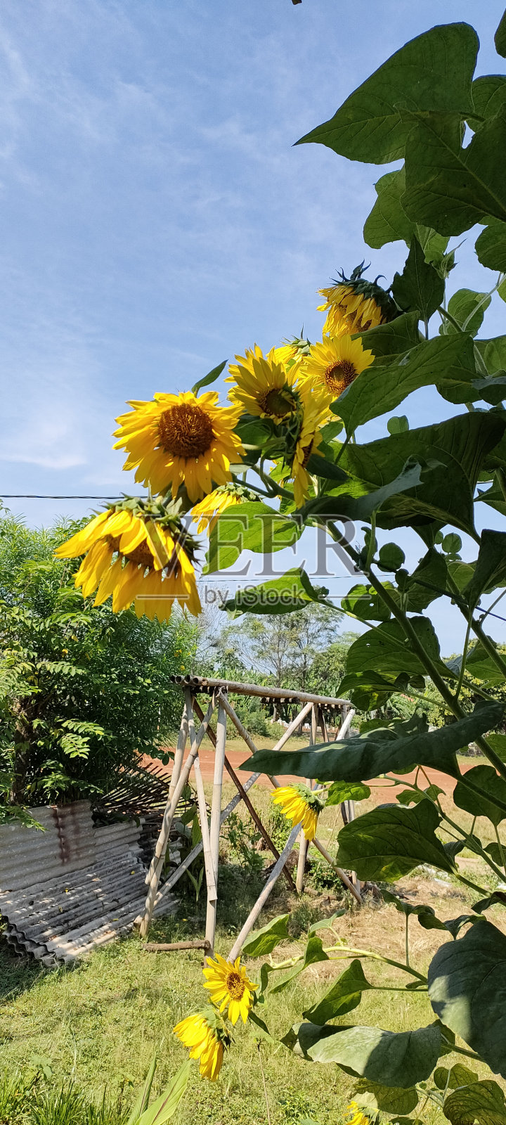 美丽的向日葵照片摄影图片