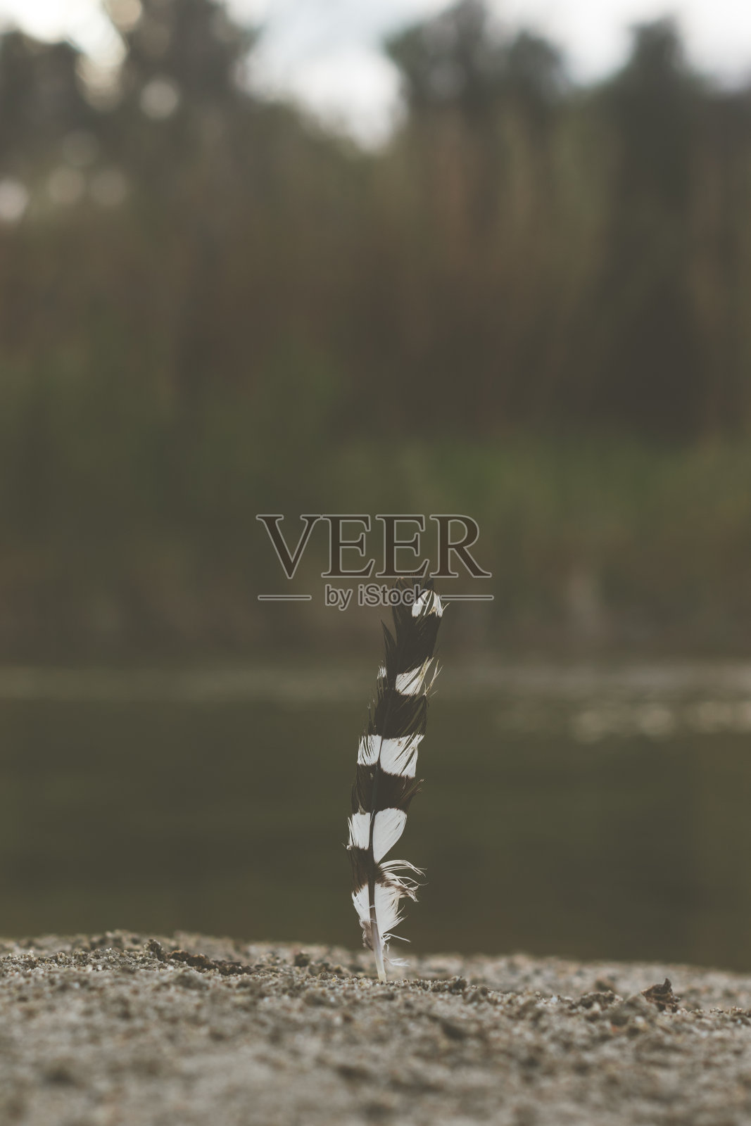 一根羽毛照片摄影图片