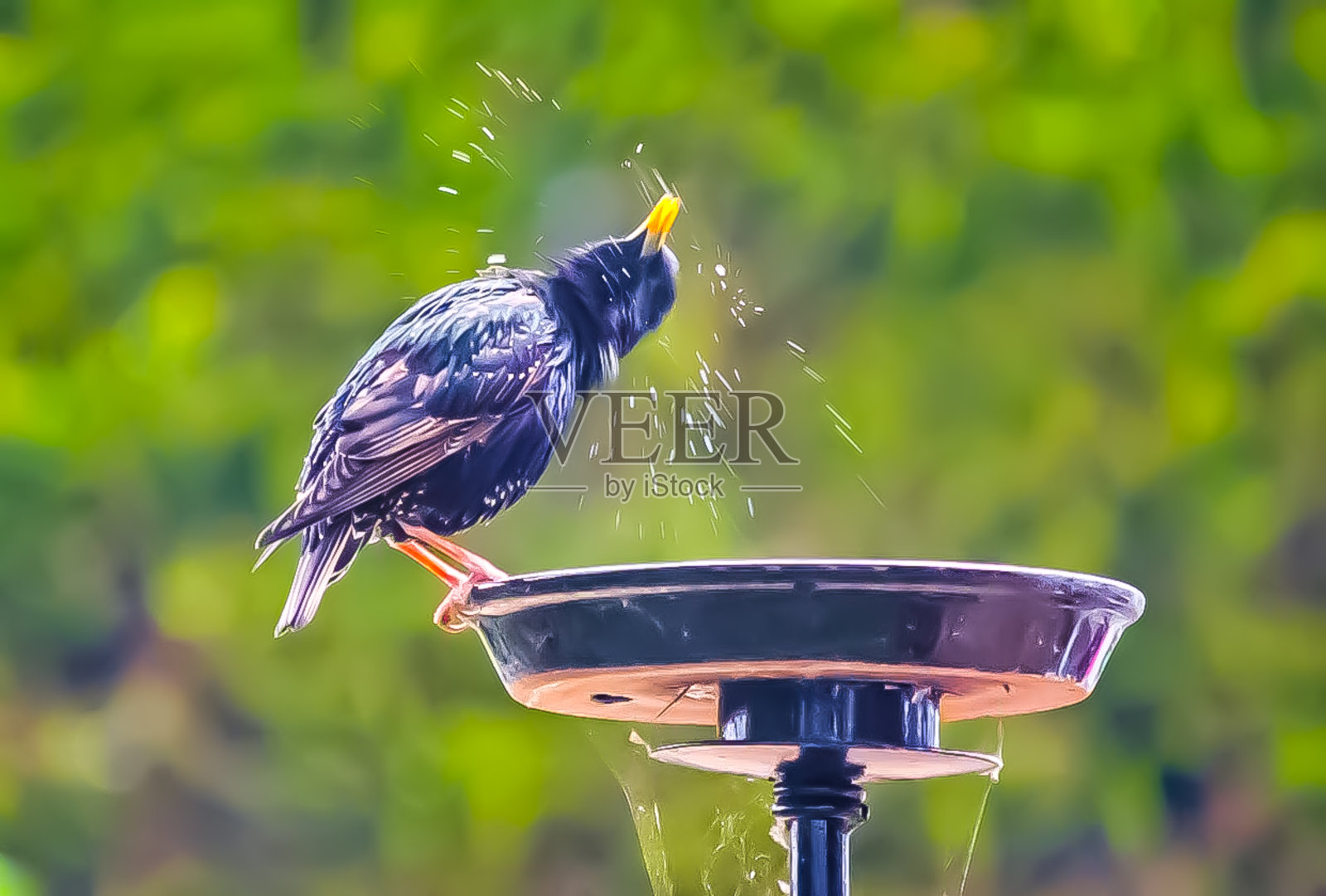 鸟照片摄影图片