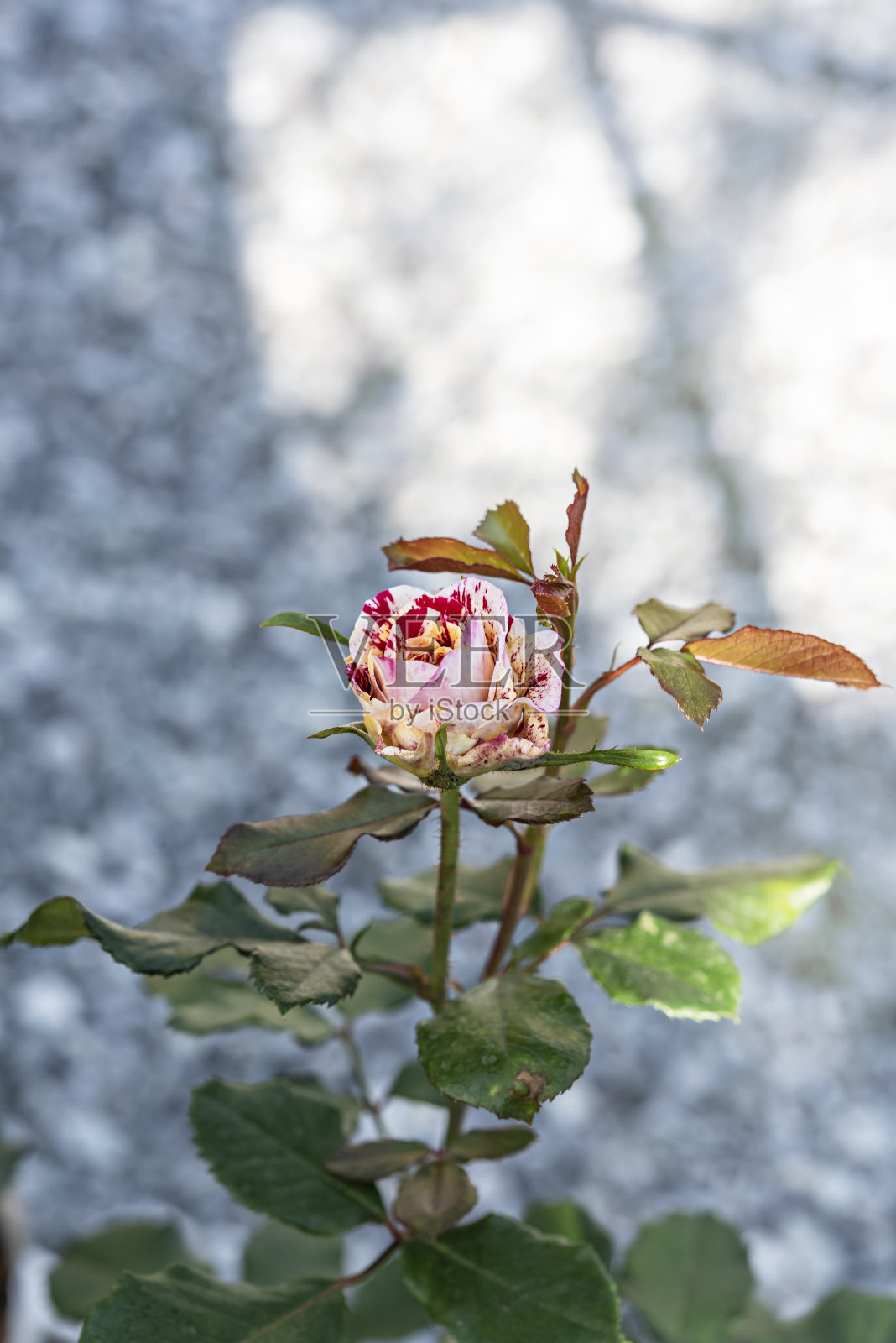 花园里一朵新鲜的粉红玫瑰照片摄影图片