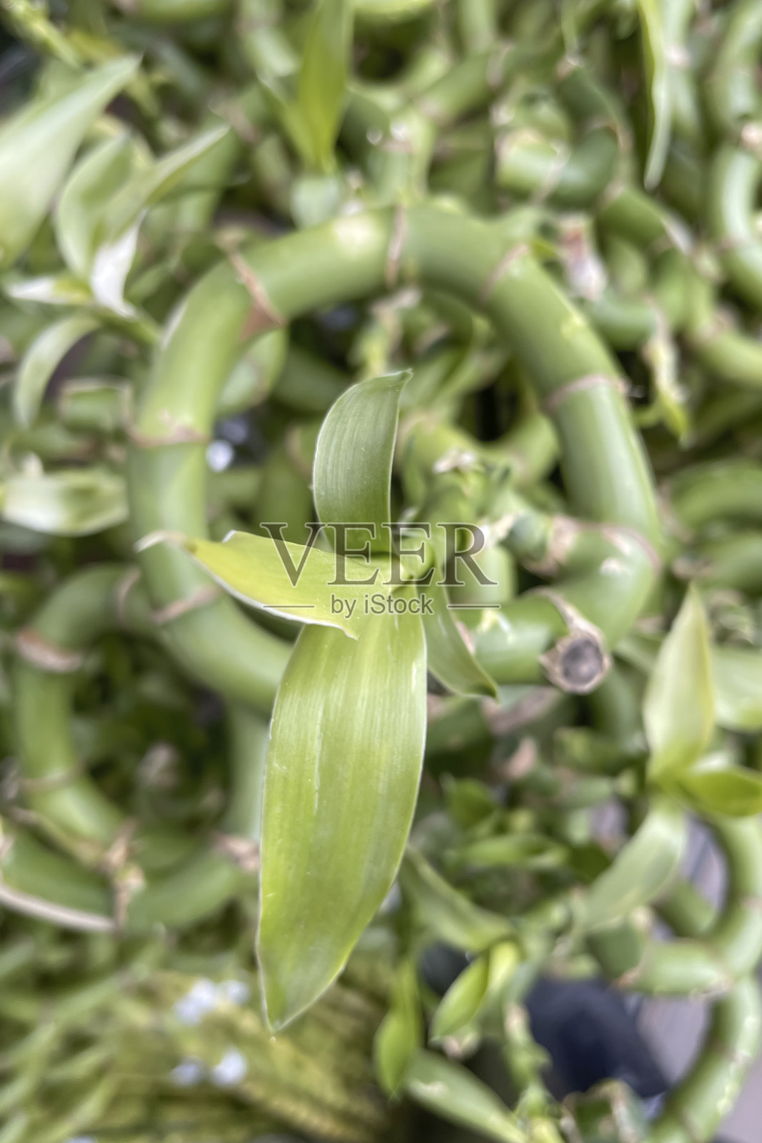 绿色幸运竹植物。照片摄影图片