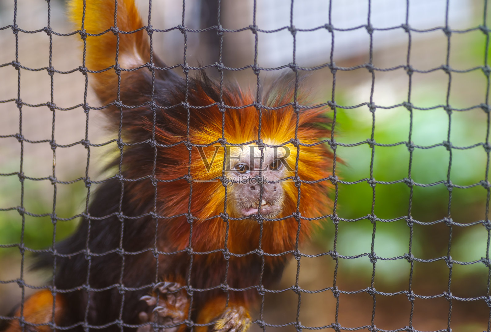 金狮绢毛猴照片摄影图片