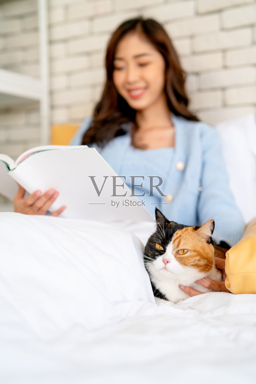 靠近可爱的彩色猫躺在床上靠近主人读一些书和枕头，它看起来很放松，和主人一起呆在卧室里。照片摄影图片