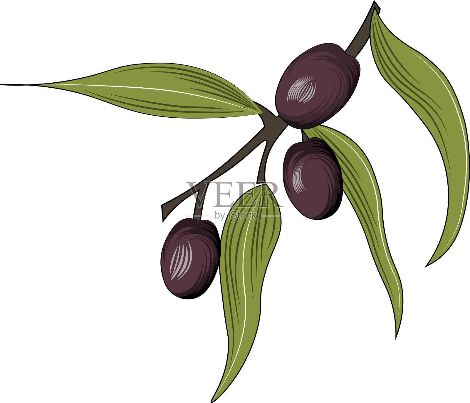 橄榄枝插画图片素材