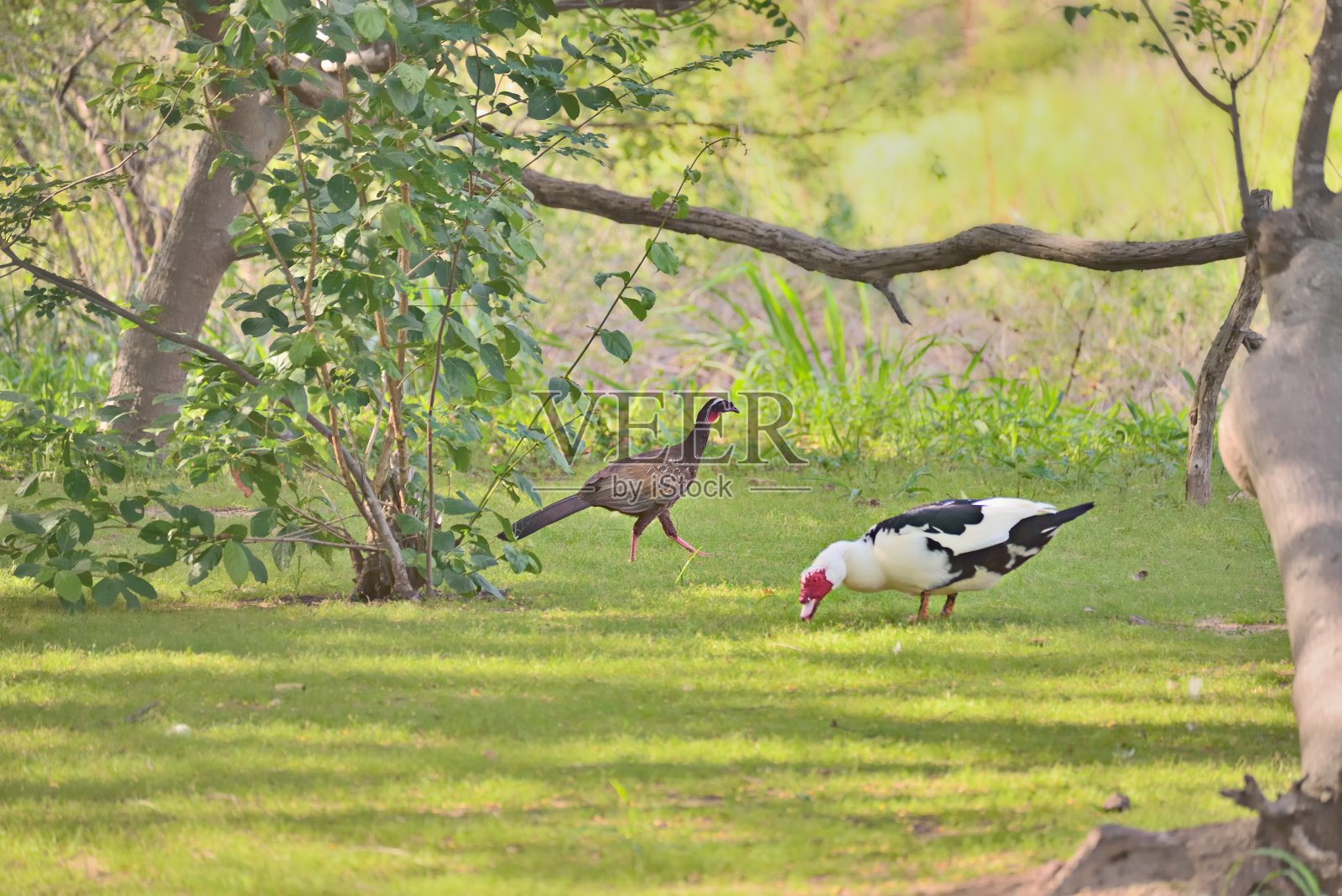 巴西的冠鸭和莫斯科鸭照片摄影图片