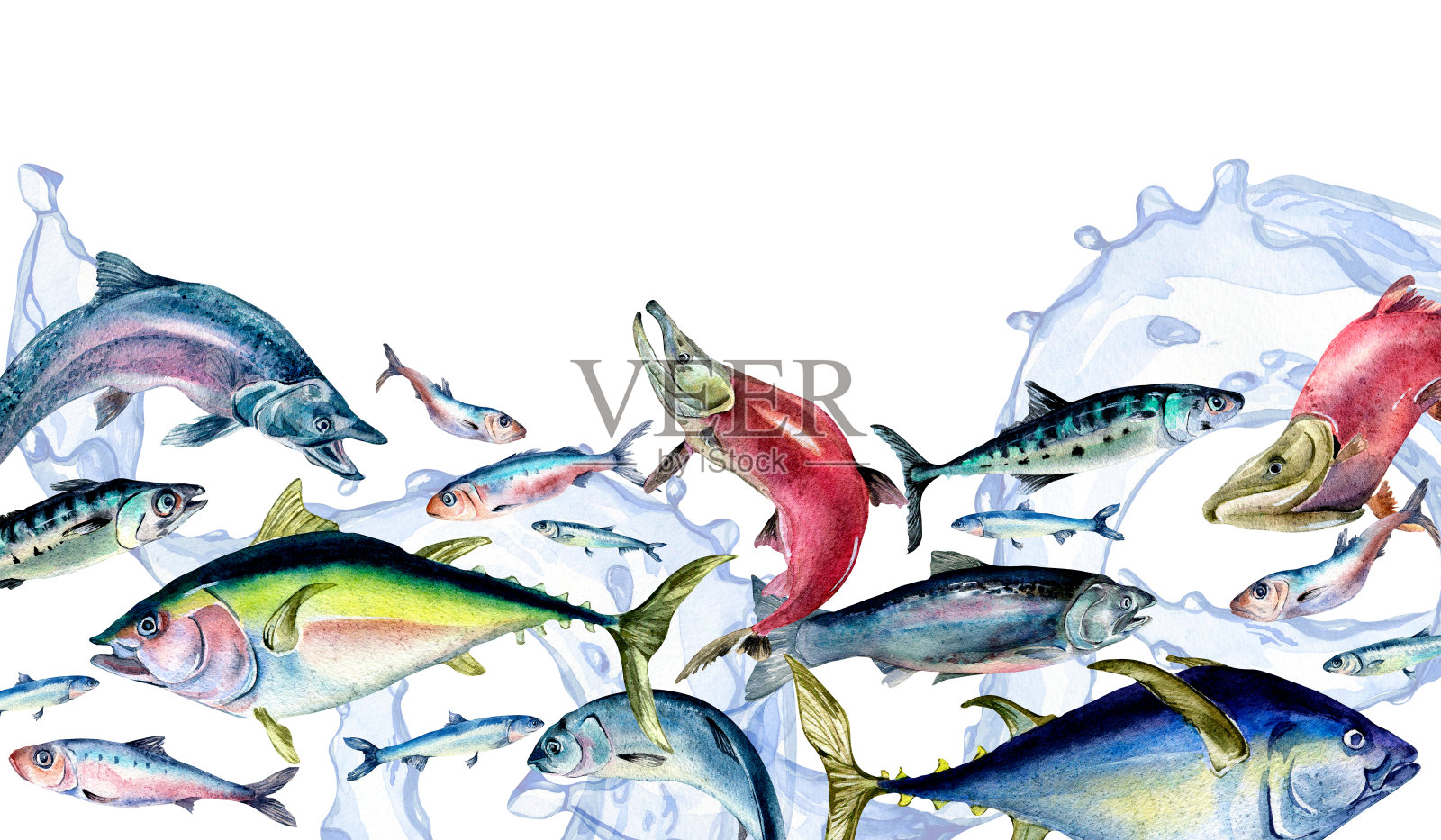 旗帜上的各种海鱼和海浪水彩画孤立在白色。插画图片素材