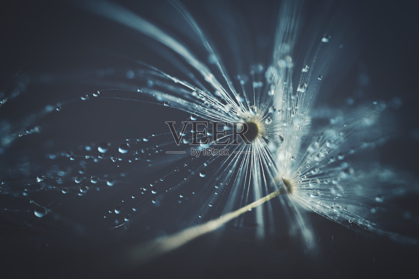 绒毛上的水滴照片摄影图片