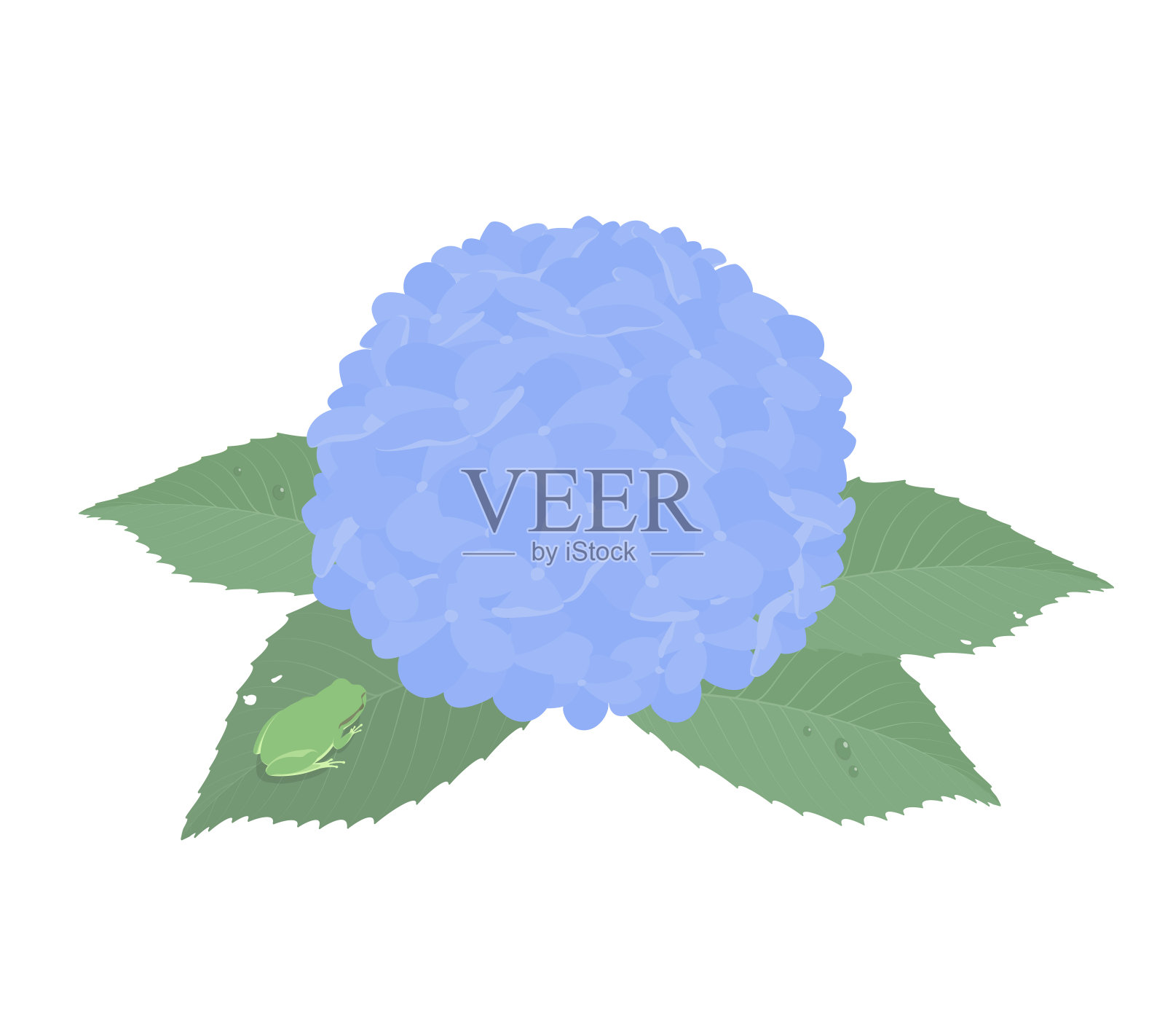 蓝色绣球花的矢量插图与青蛙孤立的背景。插画图片素材