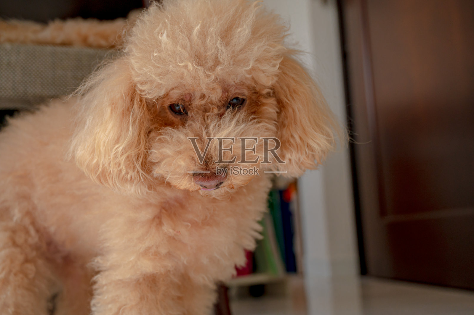 可爱的小玩具贵宾犬照片摄影图片