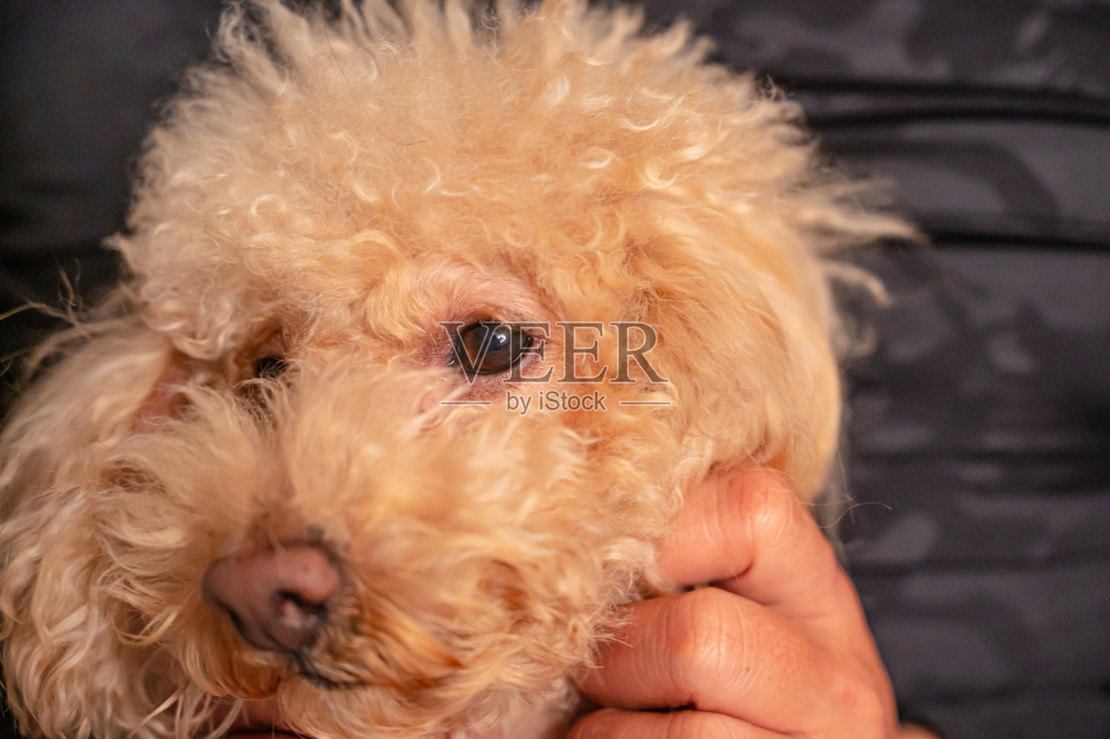 可爱的小玩具贵宾犬照片摄影图片