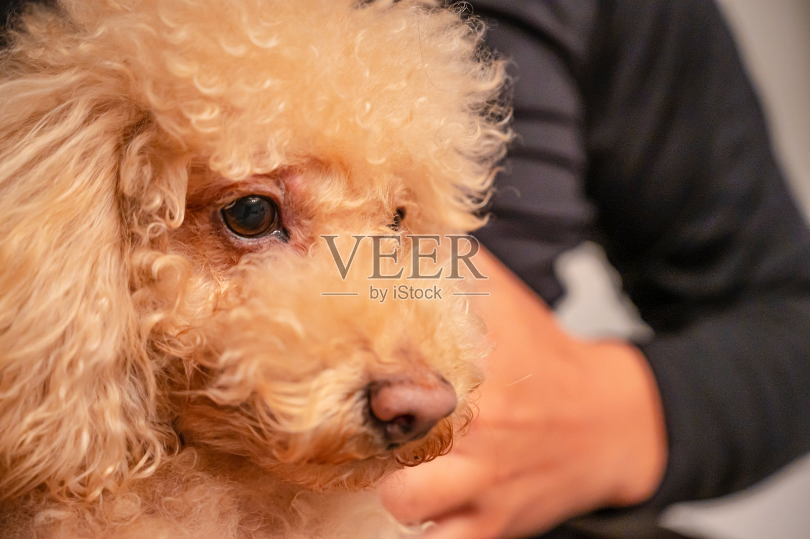 可爱的小玩具贵宾犬照片摄影图片