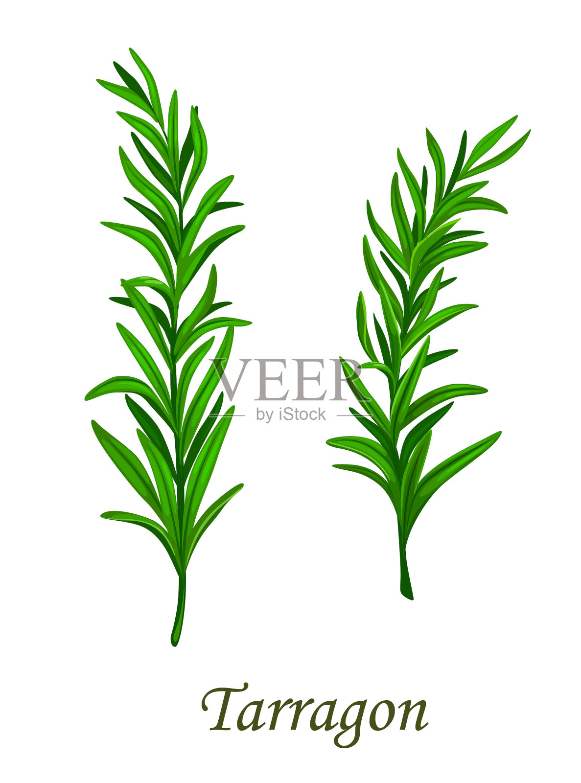 龙蒿调味香料调味调味品插画图片素材