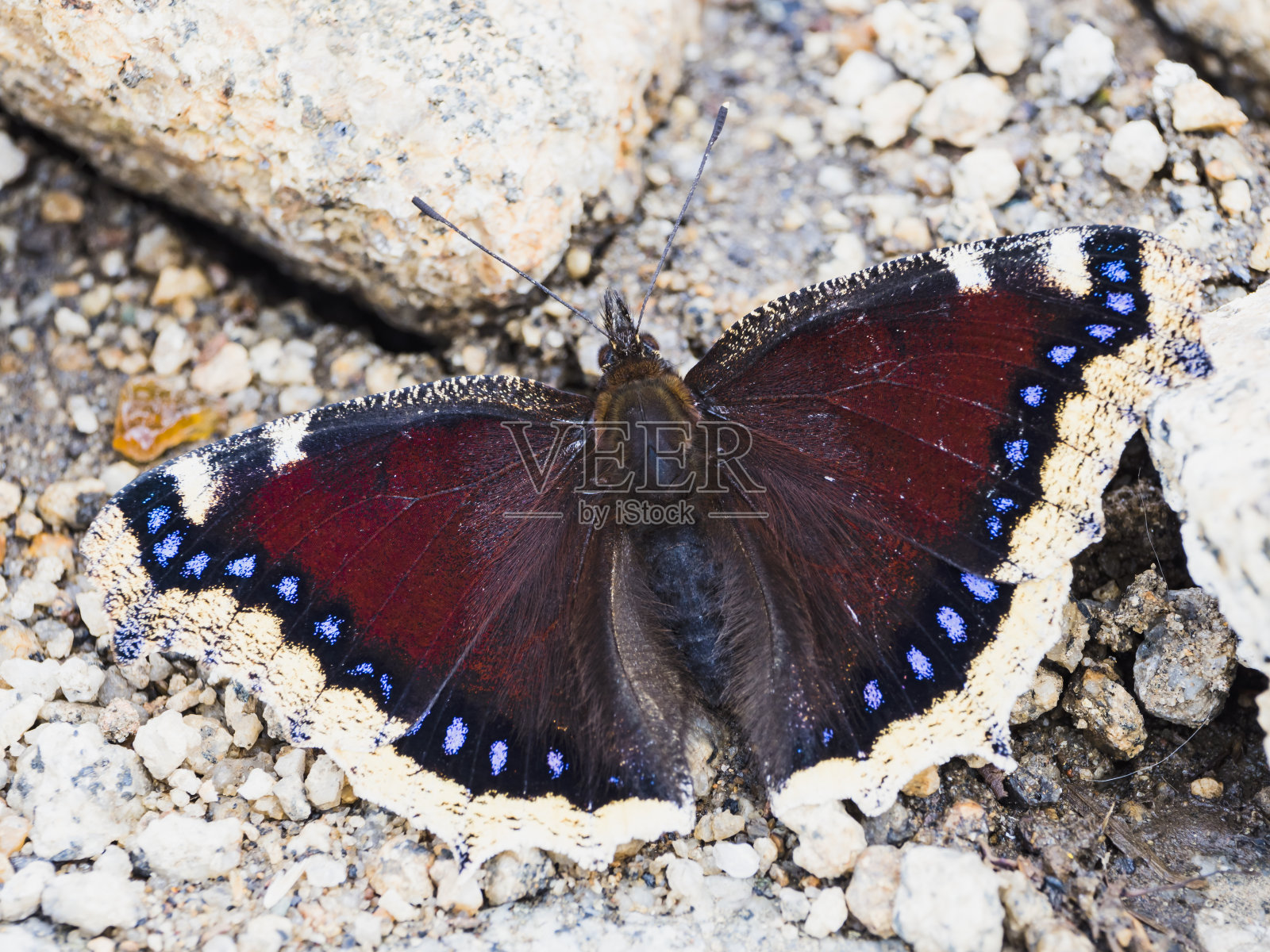 日本的丧服照片摄影图片