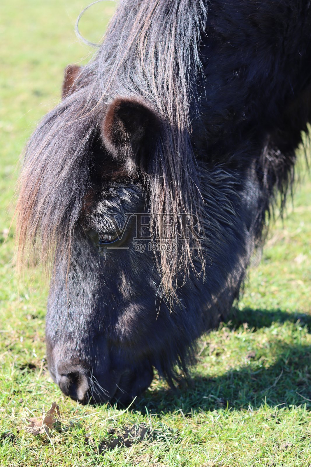 肖像头部的微型设得兰矮种马在明亮的阳光下在田里吃草照片摄影图片