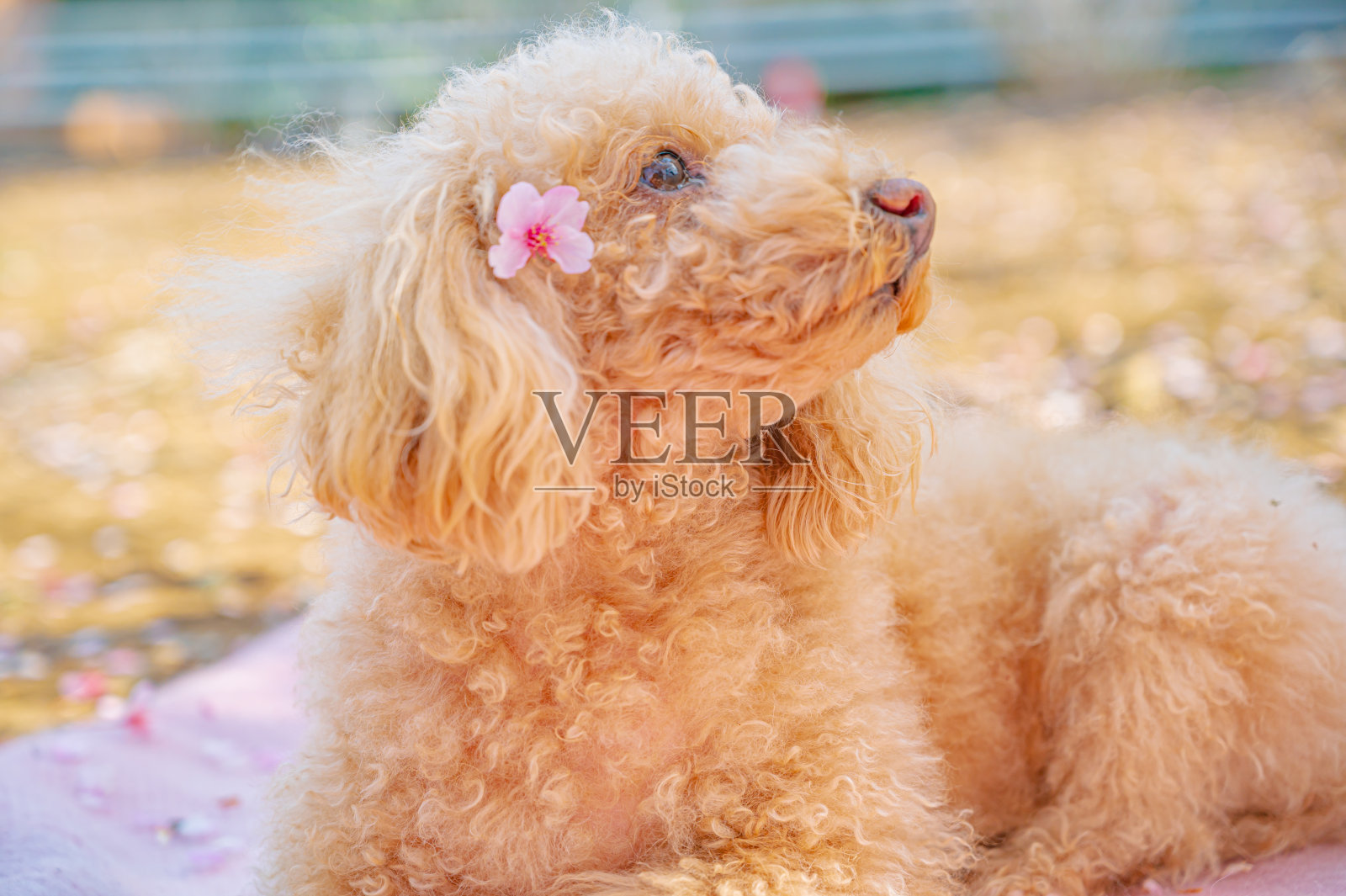 玩具贵宾犬照片摄影图片