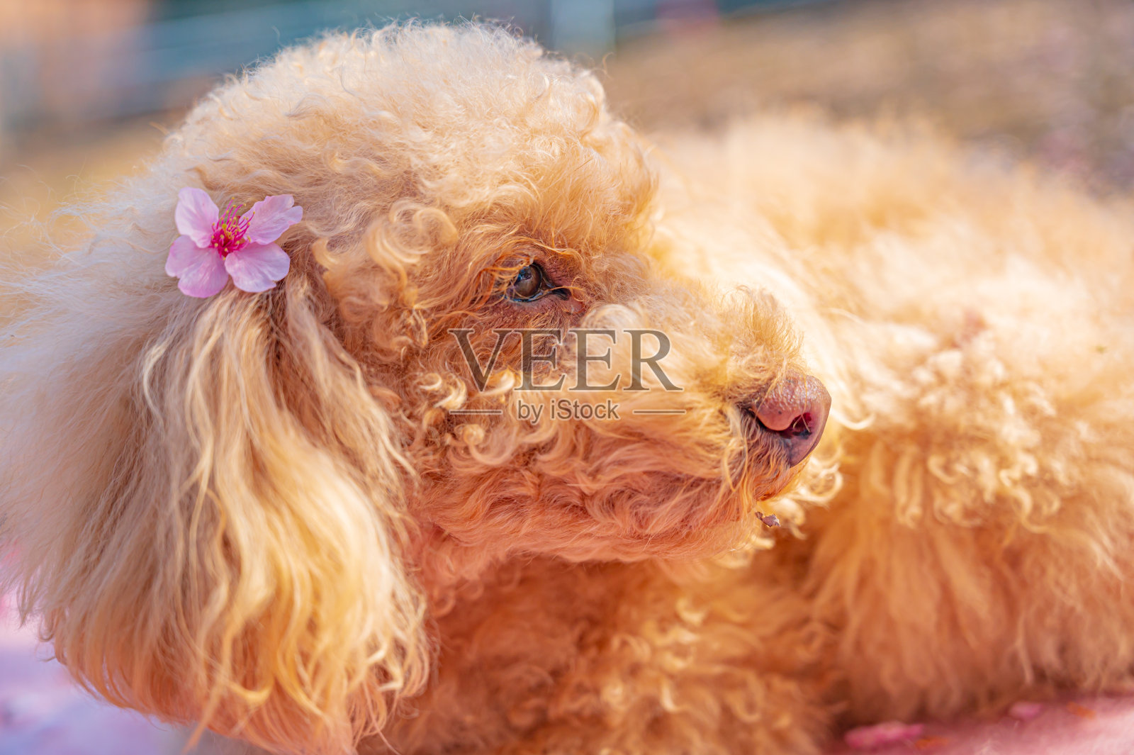 玩具贵宾犬照片摄影图片