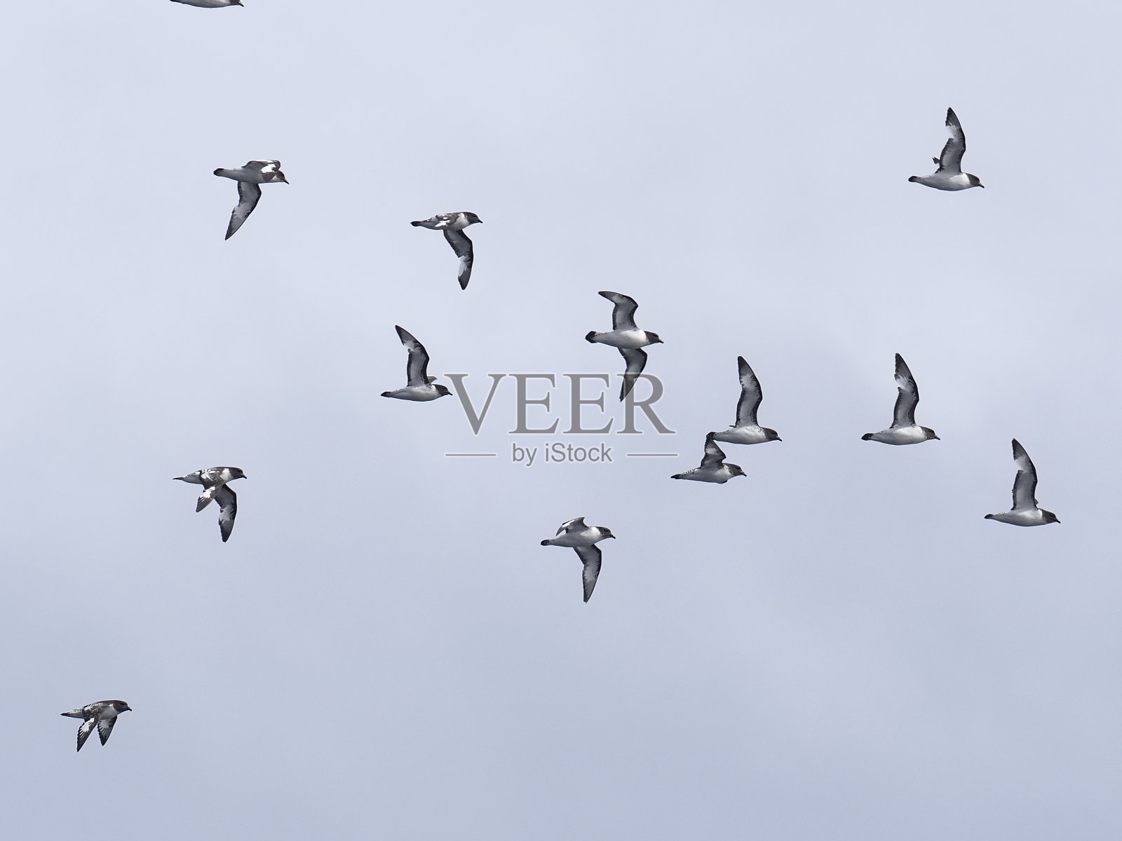 一群海燕飞过南极洲的威德尔海照片摄影图片