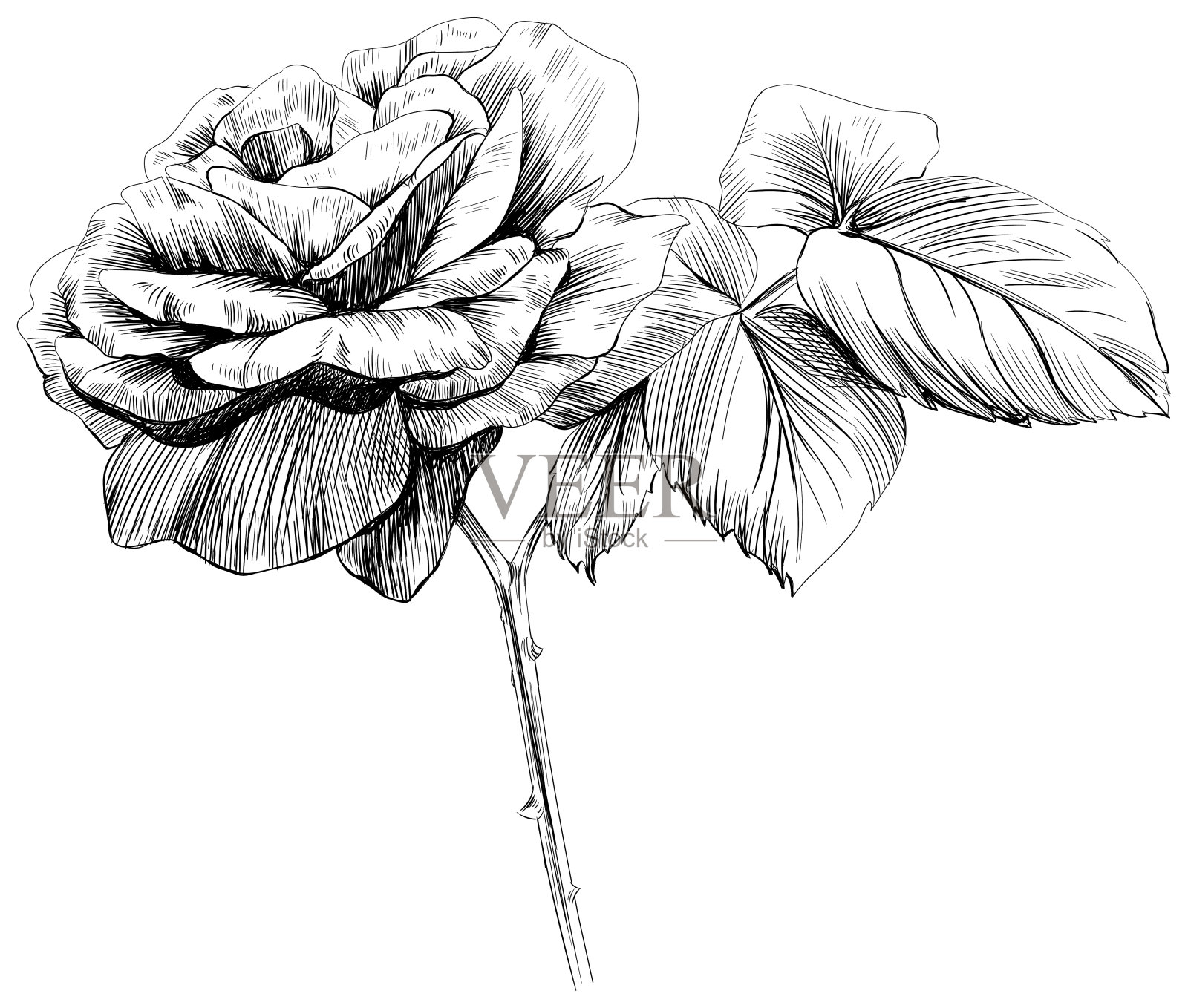 玫瑰花孤立在白色上。手绘的复古插画。插画图片素材