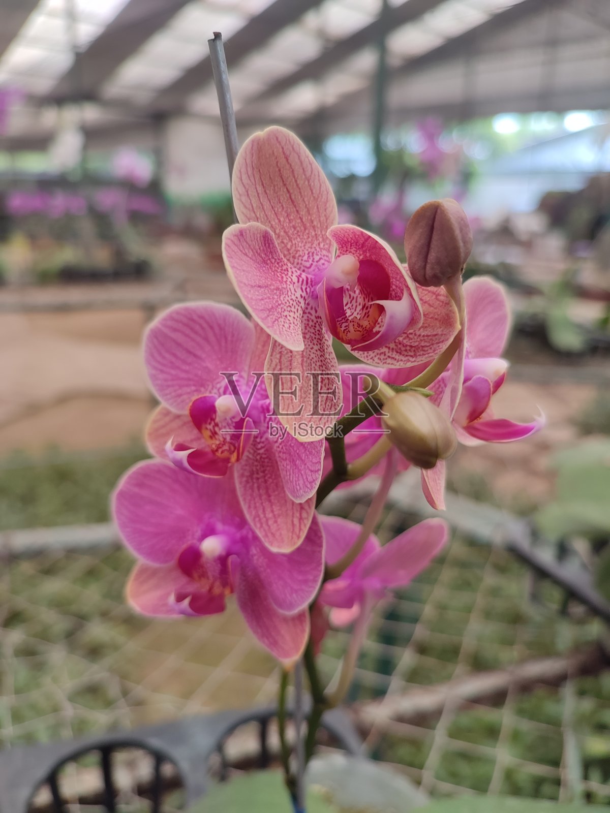 花园里有美丽的兰花照片摄影图片