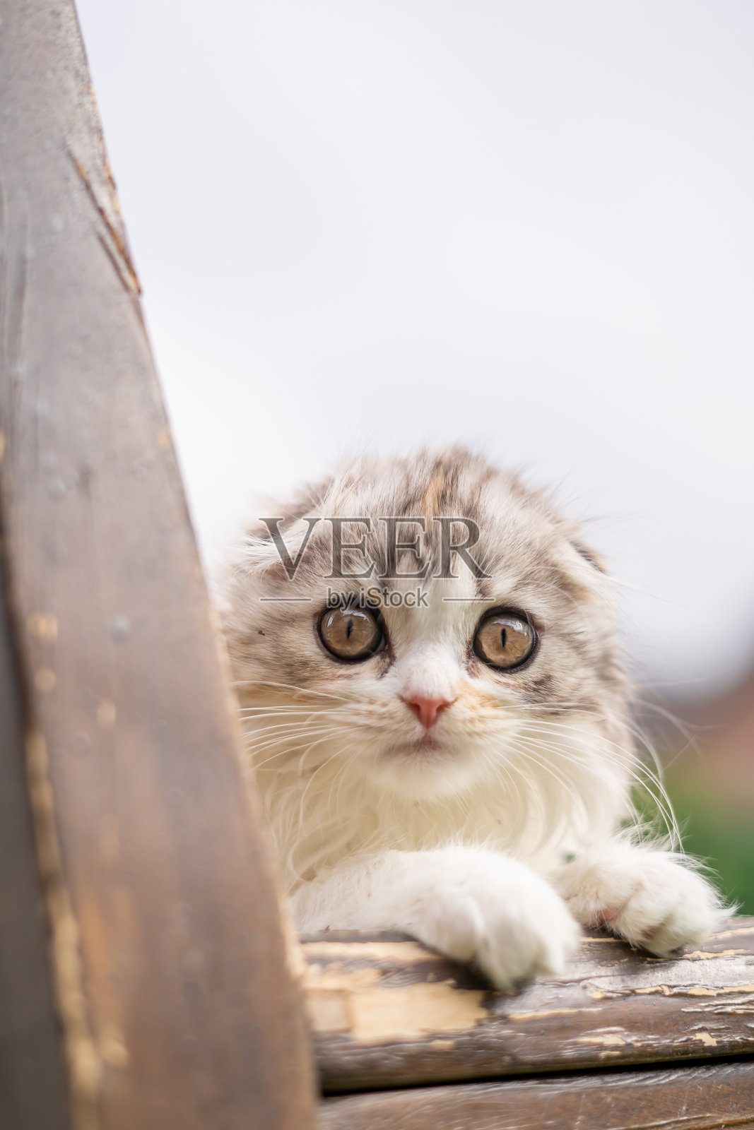 苏格兰折叠小猫猫印花布外肖像大眼睛镜头照片摄影图片