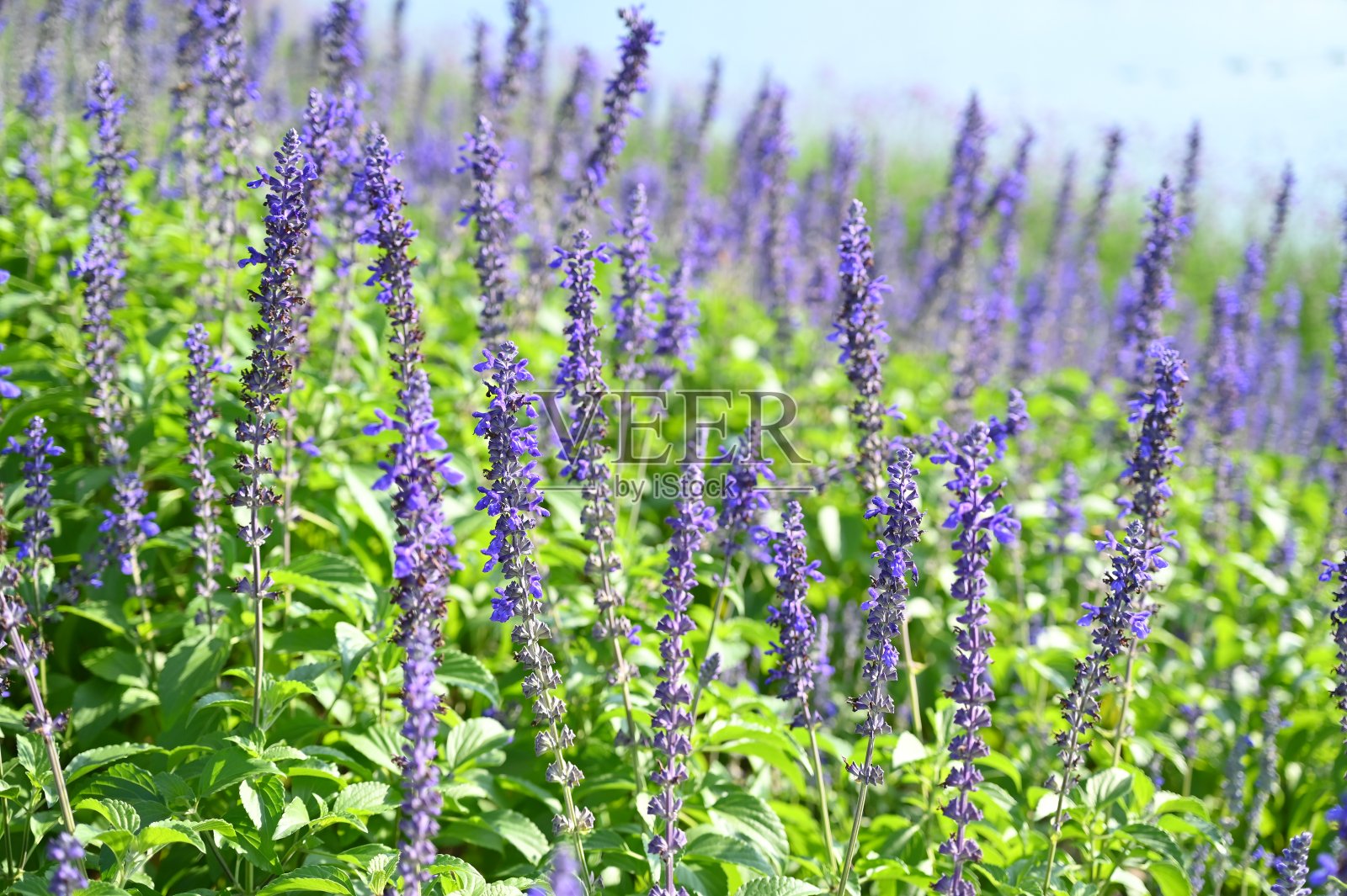 美丽的薰衣草田，自然背景照片摄影图片