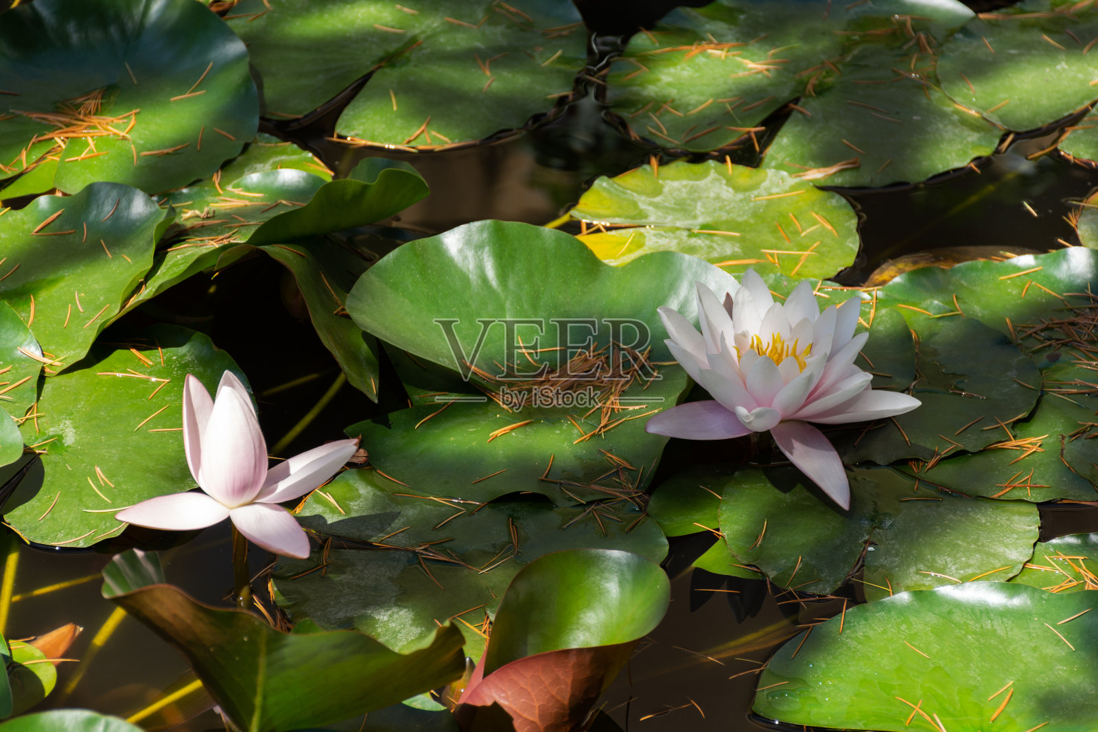 荷花万寿菊玫瑰或粉红睡莲拉。睡莲属。照片摄影图片