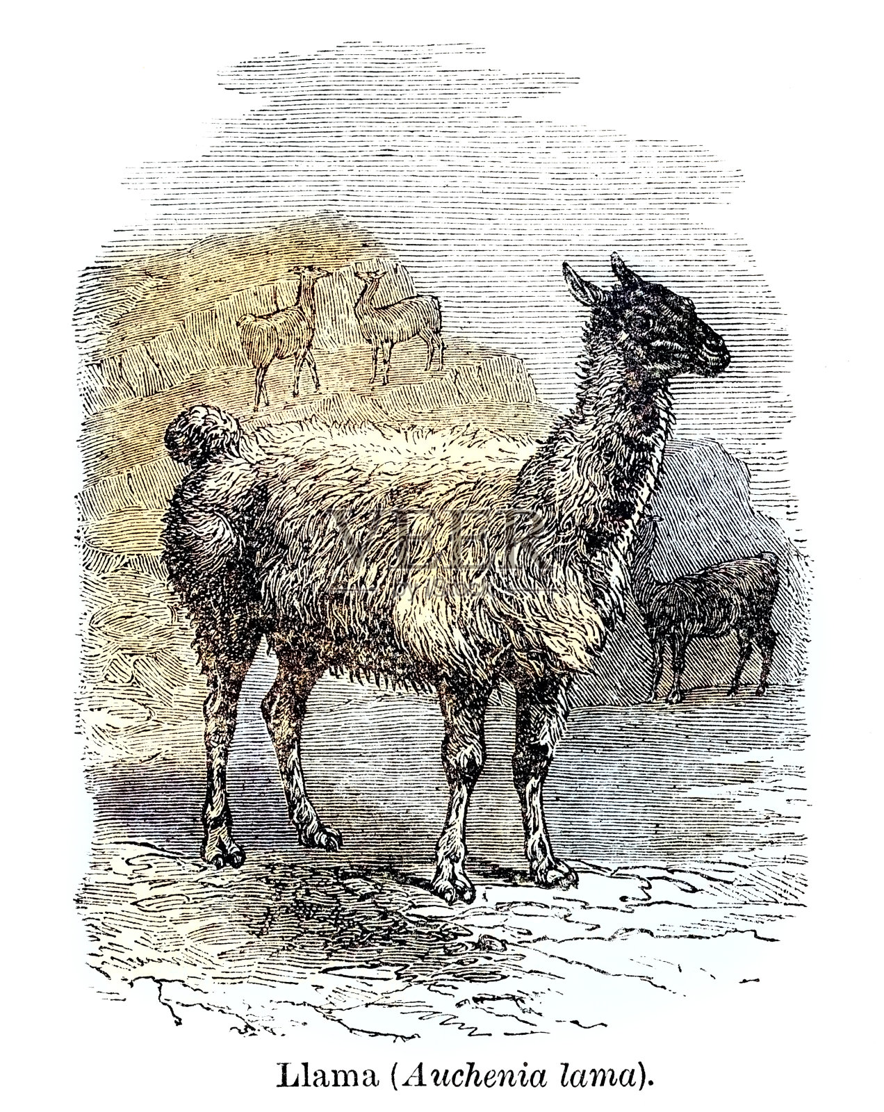 火焰(Auchenia lama)插画图片素材