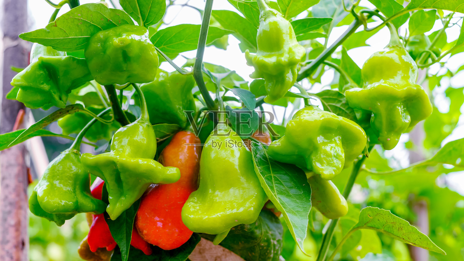 主教的王冠，圣诞钟，或者小丑的帽子，都是一种辣椒，是一种辣椒品种照片摄影图片