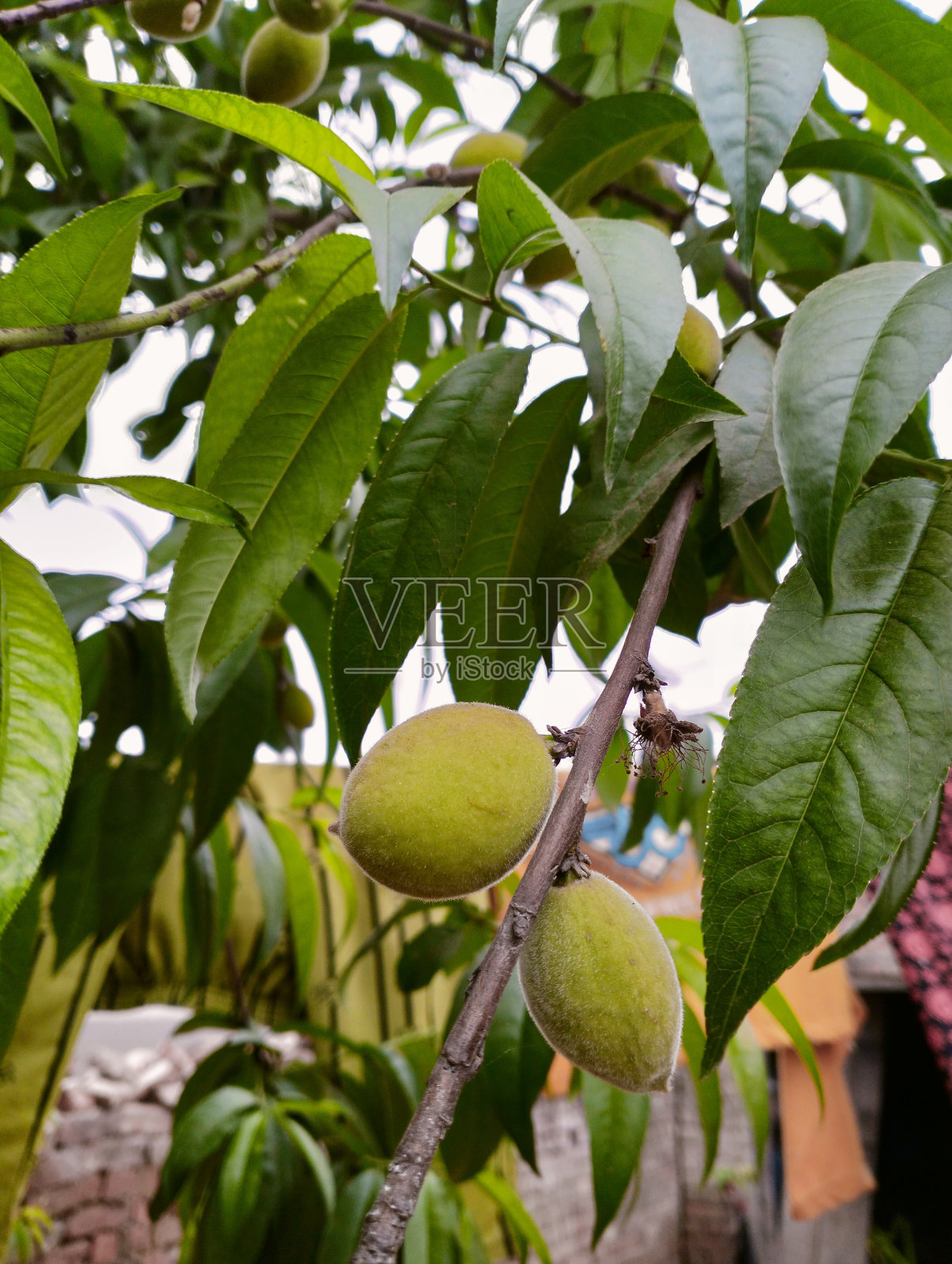 高清绿色真正桃子frouts移动壁纸照片摄影图片