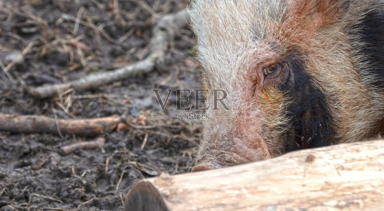 脏猪在找食物照片摄影图片