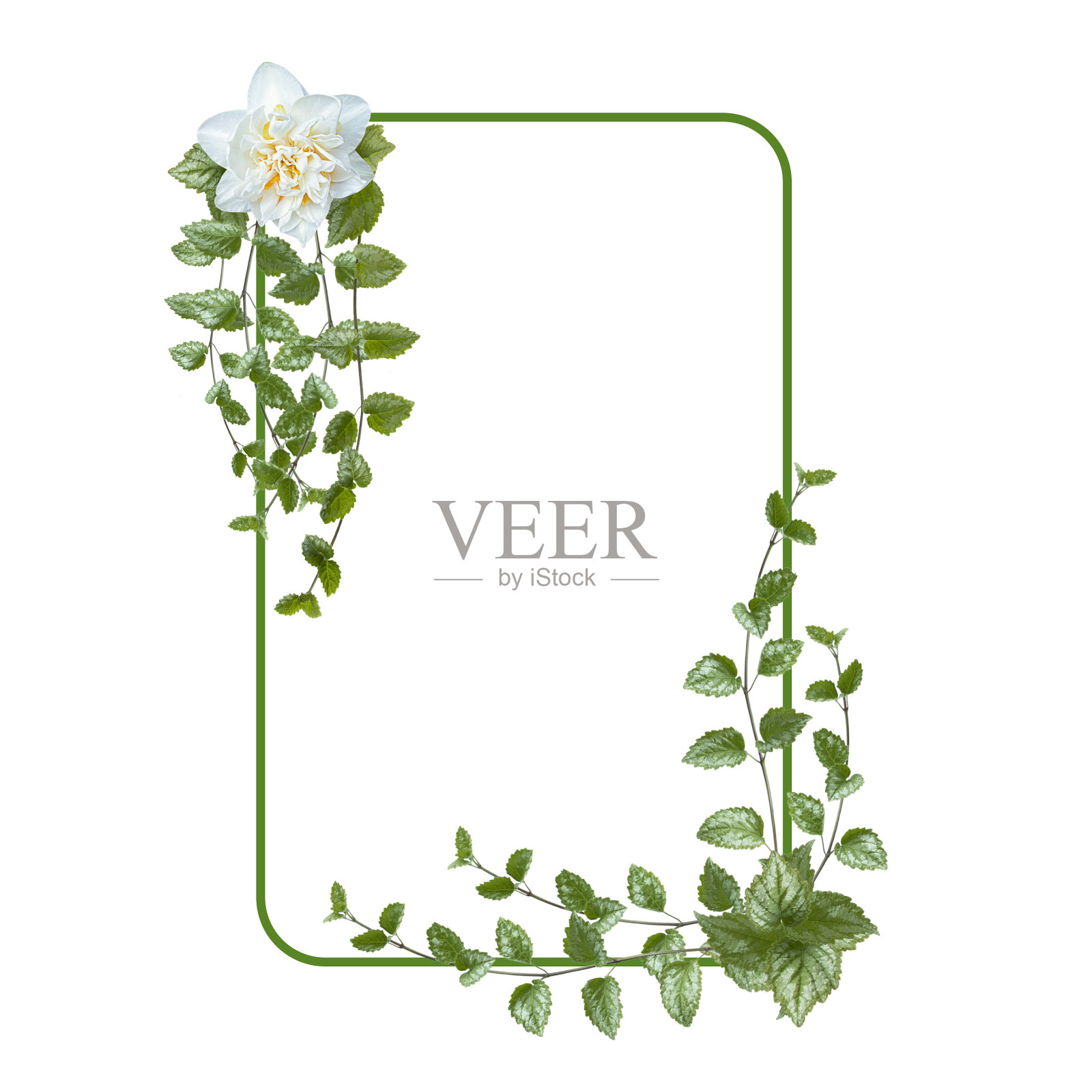 长方形插花。绿色的叶子和白色的花朵孤立在白色的背景上。节日插花。绿色树枝的边界。花的框架。副本的空间。照片摄影图片