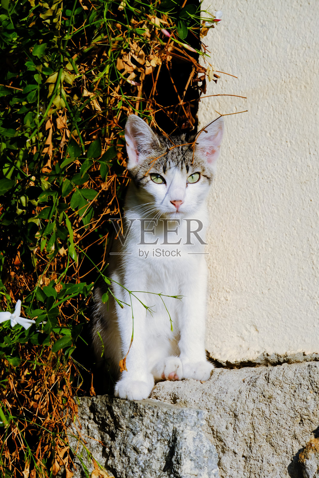 一只漂亮的小流浪猫，长着漂亮的绿色眼睛盯着镜头。照片摄影图片