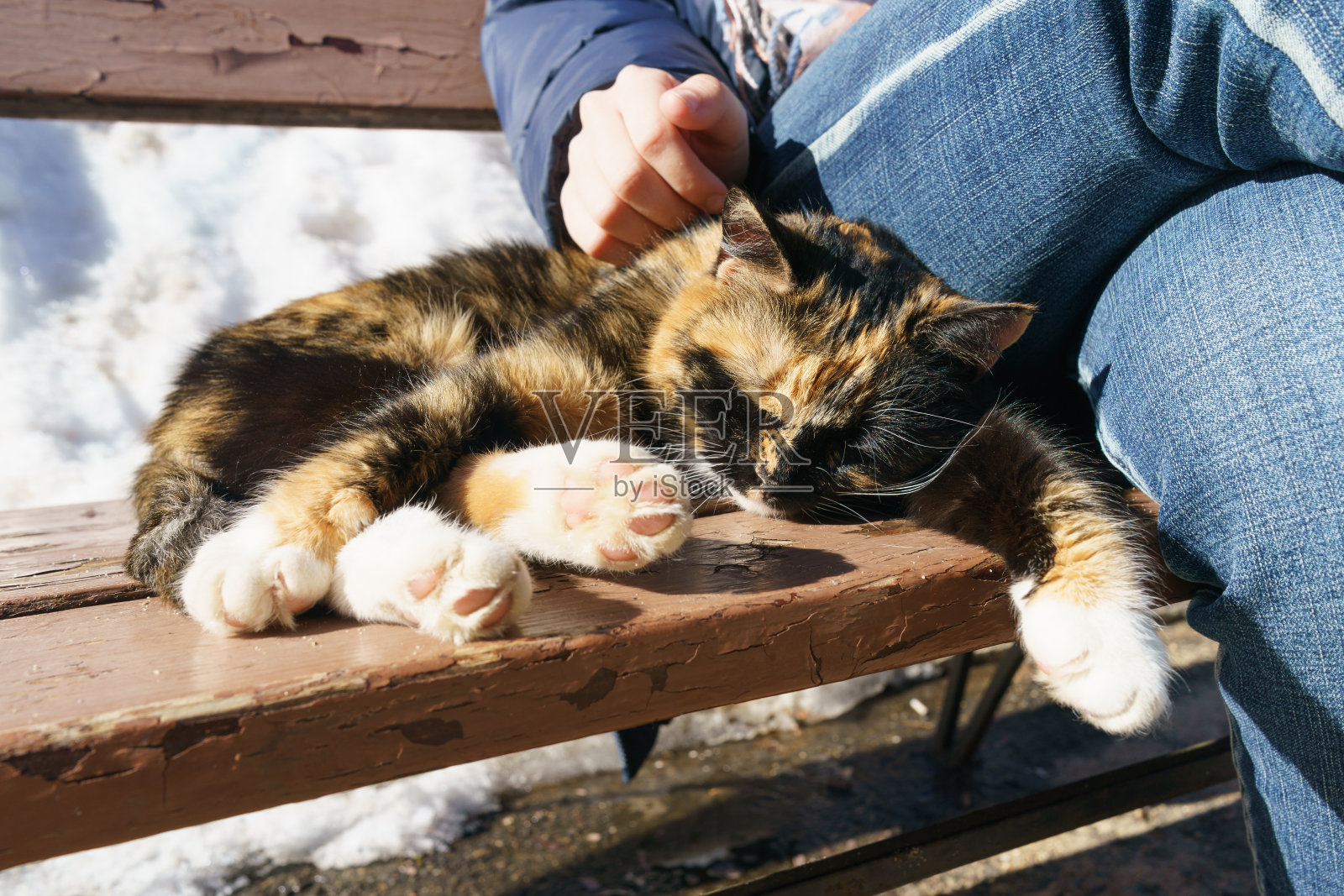 漂亮可爱的猫照片摄影图片