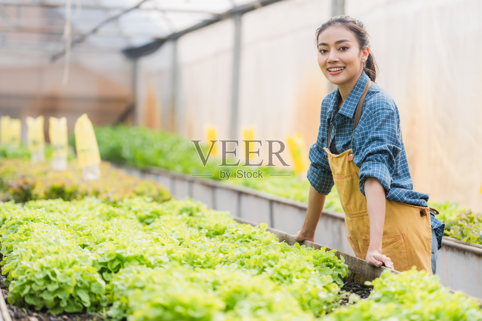 年轻的亚洲妇女农民在水培农场里抱着装满新鲜蔬菜沙拉的篮子，有机蔬菜可以用来做沙拉，温室里的绿色植物用于食品生意，有利于健康照片摄影图片