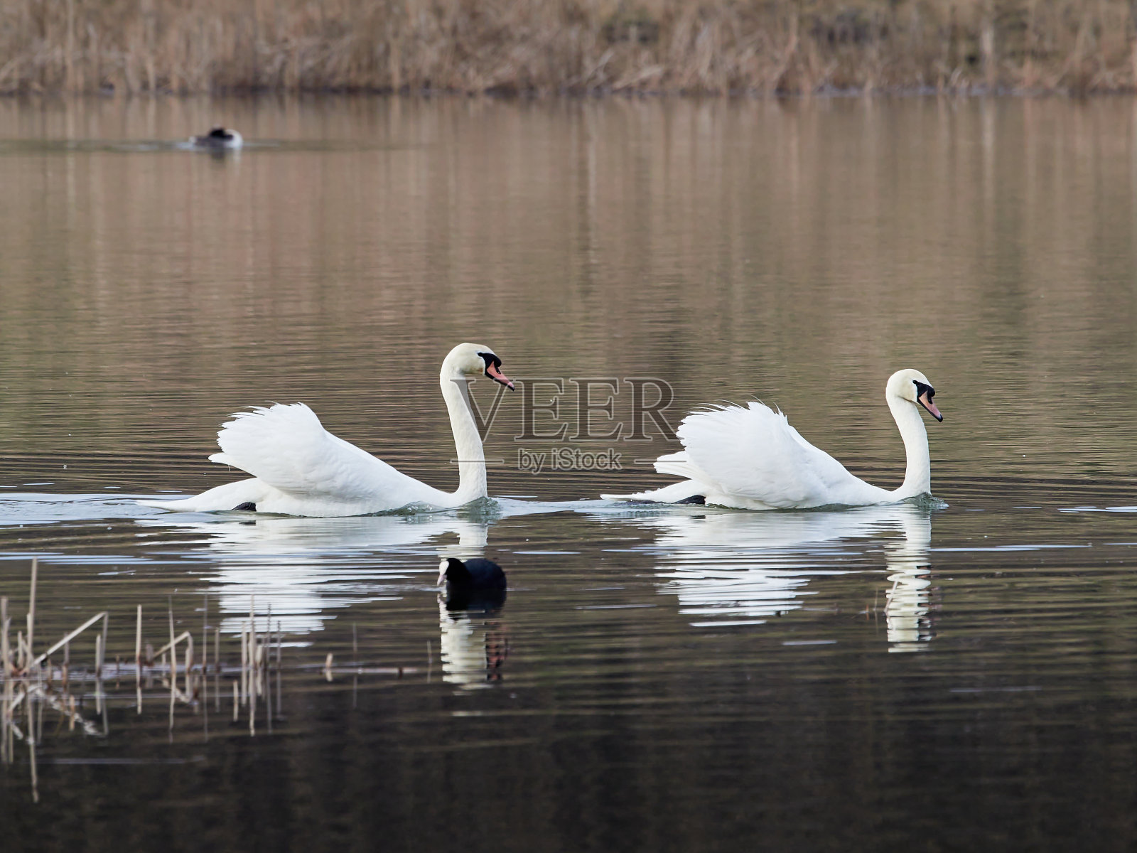 在阳光明媚的早晨，两只沉默的天鹅在湖面上。照片摄影图片