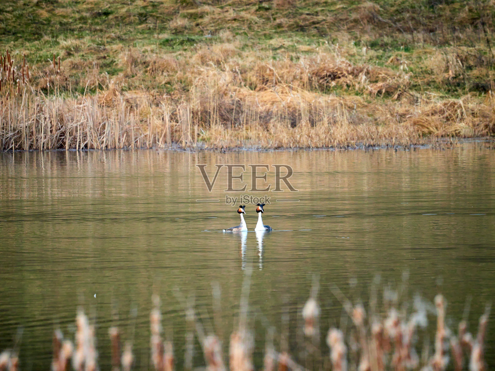 两只大冠毛Grebe一起游泳照片摄影图片
