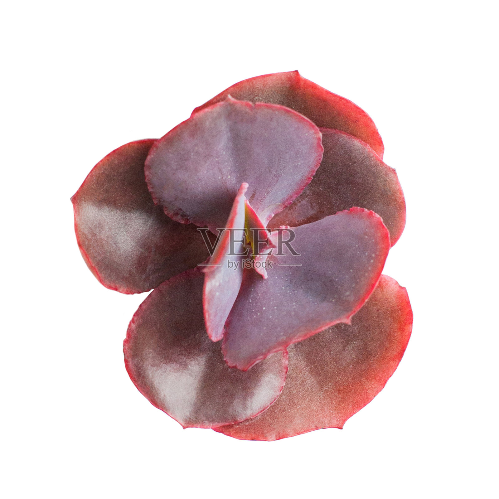 火球植物离体。鲜艳多彩的优雅常绿特写干春玫瑰花顶视图。植物热带异域开花叶子安排园艺照片摄影图片