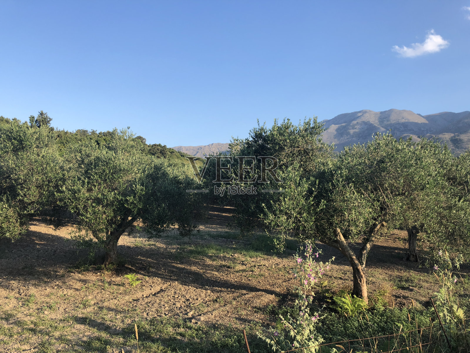 希腊克里特岛的橄榄树照片摄影图片